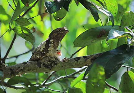 Srilankhan Frogmouth baby