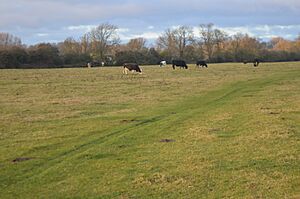 St Neots Common 2