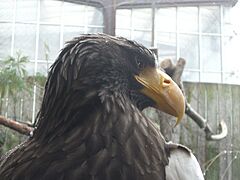 StellersSeaEagleHeadshot