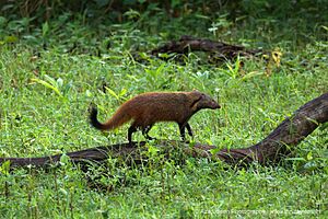 Stripe Necked Magoose