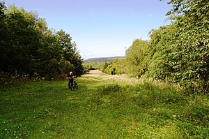 Summer in Sladers Leigh LNR (geograph 4384979)