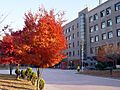 Sungkyunkwan University Suwon Engineering Building 2 Trees 1