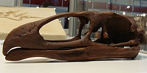 Teratornis skull