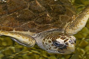 The Loggerhead Sea Turtle By Carole Robertson