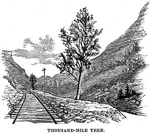Thousand Mile Tree