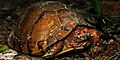 Three-toed Box Turtle (Terrapene carolina) Walker Co. Texas. photo W. L. Farr