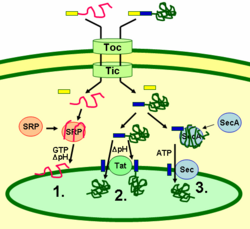 Thylakoid targeting