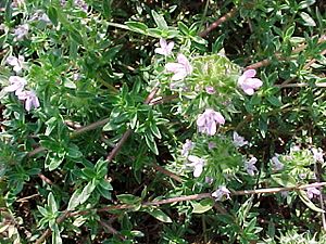 Thymus herba barona.jpg