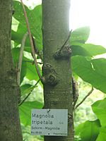 Tree of Magnolia tripetala