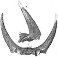 Triceratops alticornis