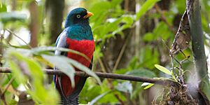 Trogon clathratus -Costa Rica-8.jpg