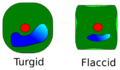 Turgid