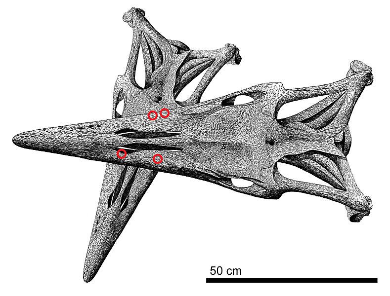 Tylosaurus attack diagram