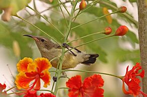 Variable sunbird (Cinnyris venustus venustus) female