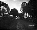 Waianuenue Street, view of trees, photograph by Brother Bertram