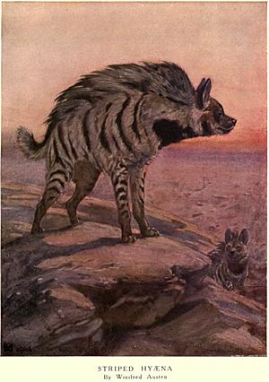 Winifred austen hyena