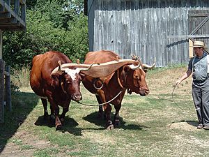 Yoked Wisconsin oxen