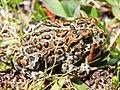 Yosemite toad juvenile