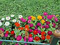 Zinnia Flowers in the Garden