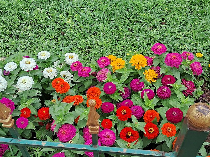 Zinnia Flowers in the Garden