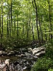 2013-05-12 15 09 39 Stream along the MacEvoy Trail in Ramapo Mountain State Forest in New Jersey.jpg