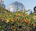 99922 jerusalem - the botanical garden PikiWiki Israel
