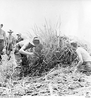AWM 151044 clearing grass and obstacles from the Kokoda airstrip