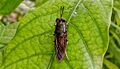 A black soldier fly (Hermetia illucens) on a crape jasmime leaf