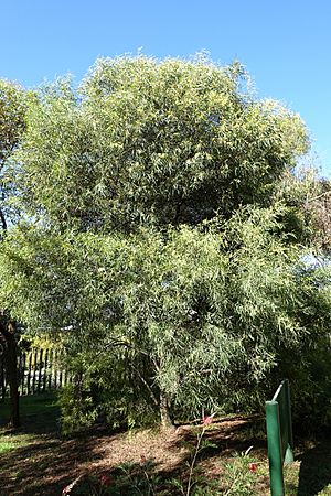 Acacia retinodes - Jardín Botánico de Barcelona - Barcelona, Spain - DSC08956
