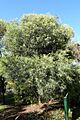 Acacia retinodes - Jardín Botánico de Barcelona - Barcelona, Spain - DSC08956