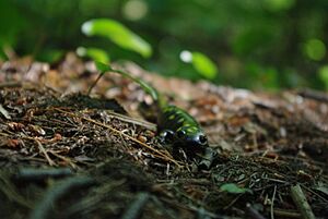 Adult Spotted Salamander