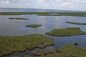 Aerial-view-of-marsh