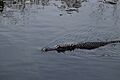 Alligator cruises through water at BCNP