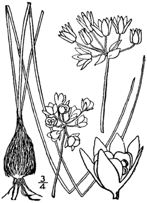 Allium drummondii drawing.png