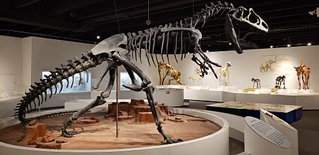 Allosaurus, Panhandle-Plains Historical Museum