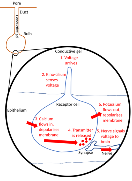 Ampulla of Lorenzini electrophysiology