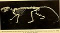 Anatomy of the wood rat; comparative anatomy of the subgenera of the American wood rat (genus Neotoma) (1926) (17574089463)