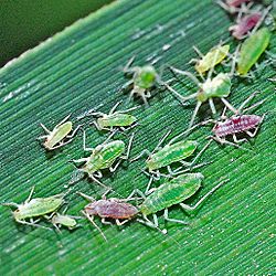 Aphididae - Hyalopterus pruni.JPG