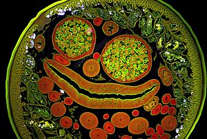 Ascaris female 200x section