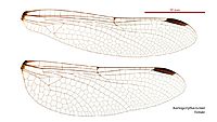 Austrogomphus turneri female wings (35019319656)