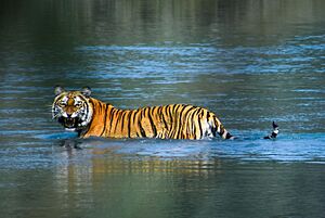 Bengal Tiger in Bardiya National Park