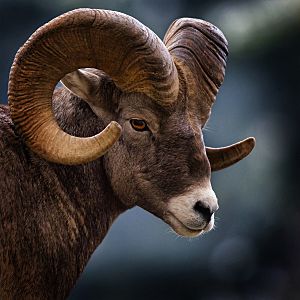 Big Horn Sheep, Montana, USA