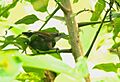 Black-bellied Wren