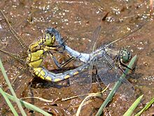 Black-tailed Skimmers mating. Orthetrum cancellatum. - Flickr - gailhampshire