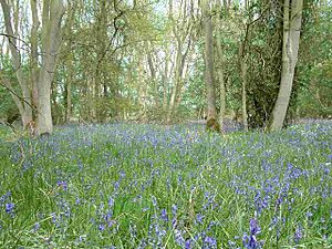 Bluebells in Monks Wood - geograph.org.uk - 411189