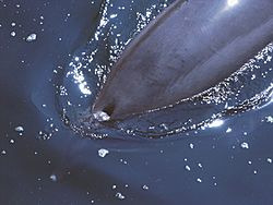 Bottlenose Dolphin Blowhole