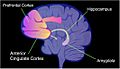 Brain regions involved in memory formation