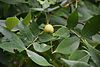 Carya texana in Houston, TX - leaves and fruit.jpg