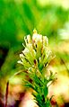 Castilleja cusickii