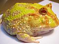 Ceratophrys ornata (Pacman Frog)